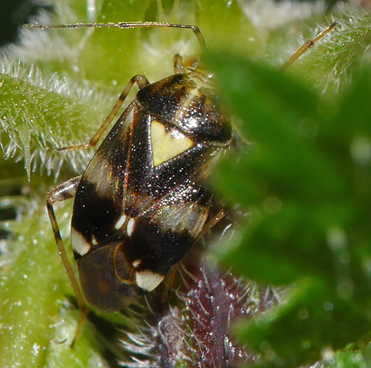 Liocoris tripustulatus