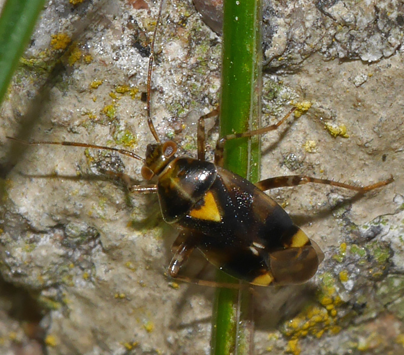Liocoris tripustulatus