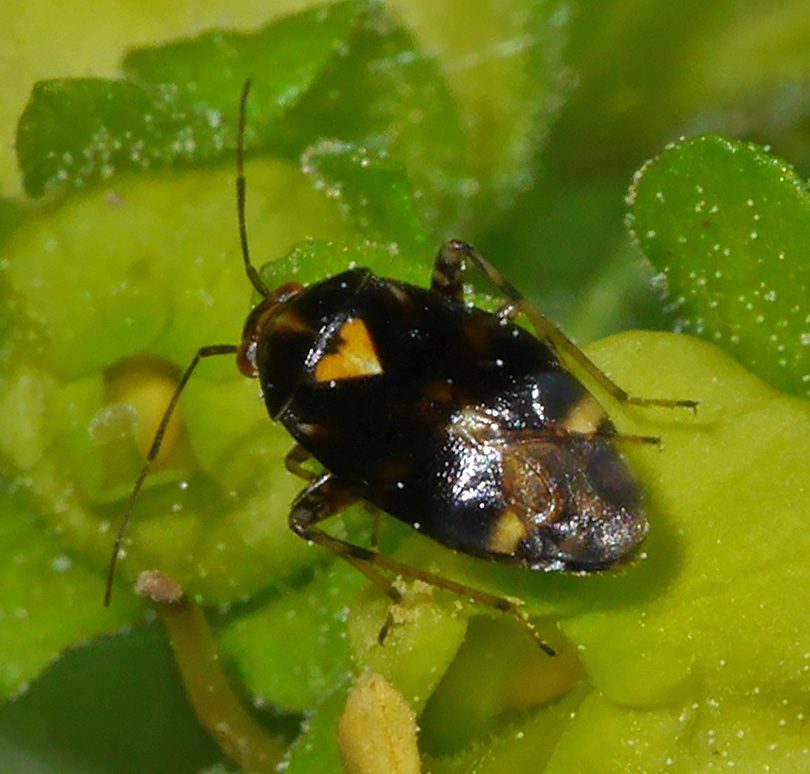 Liocoris tripustulatus