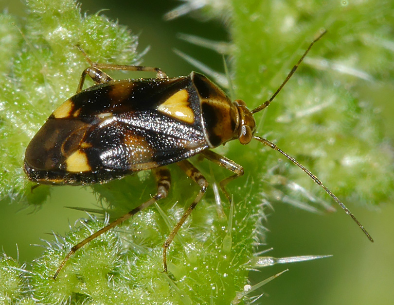 Liocoris tripustulatus