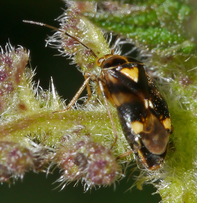Liocoris tripustulatus