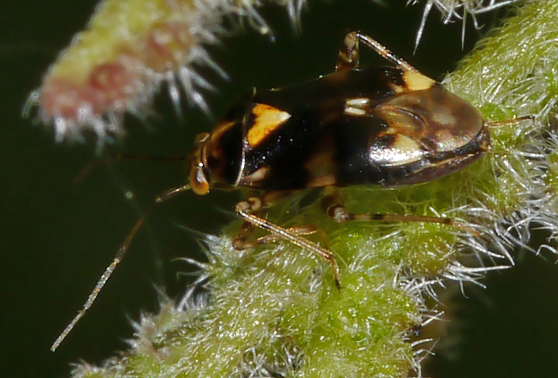 Liocoris tripustulatus