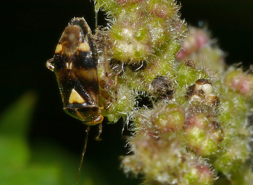 Liocoris tripustulatus