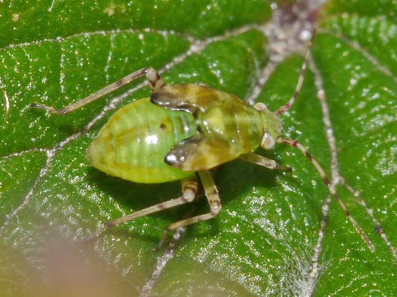 Liocoris tripustulatus