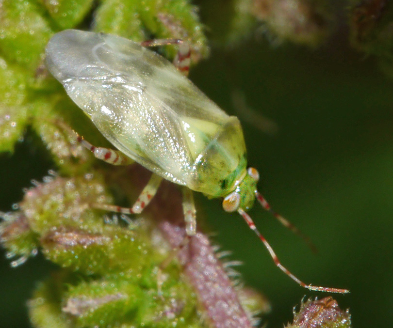 Liocoris tripustulatus