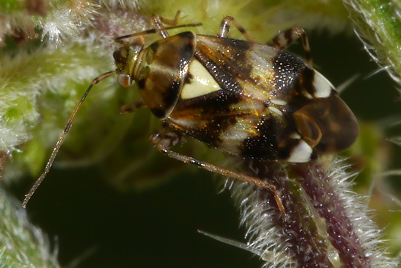 Liocoris tripustulatus