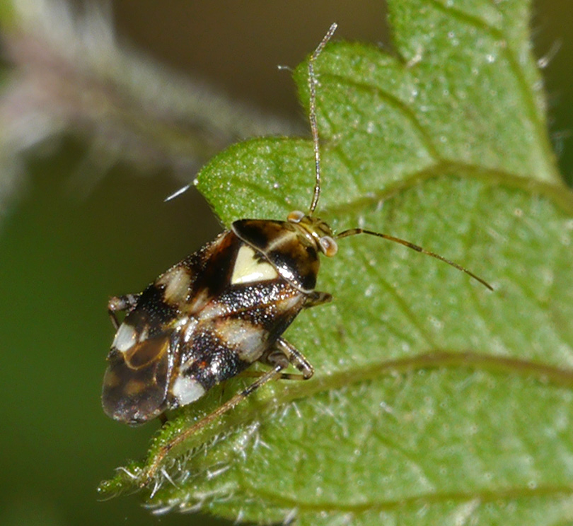 Liocoris tripustulatus