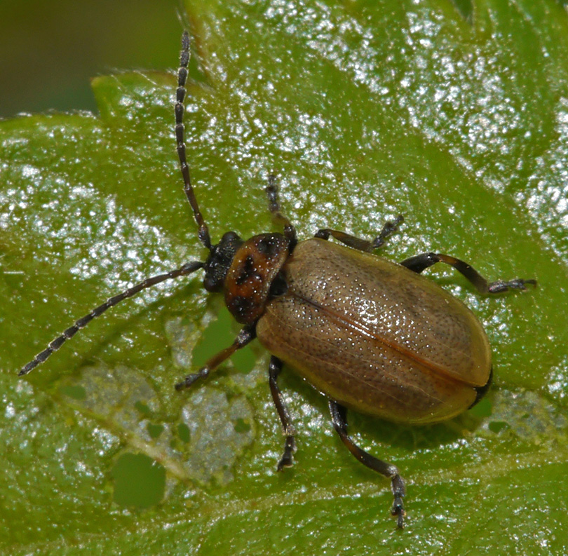Lochmaea caprea