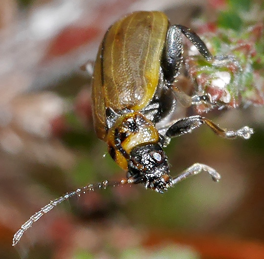 Lochmaea suturalis