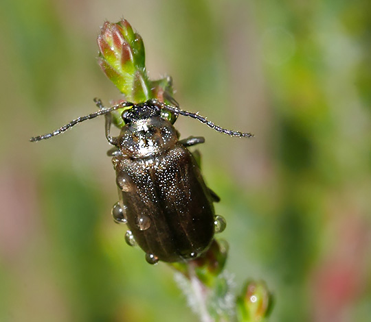 Lochmaea suturalis