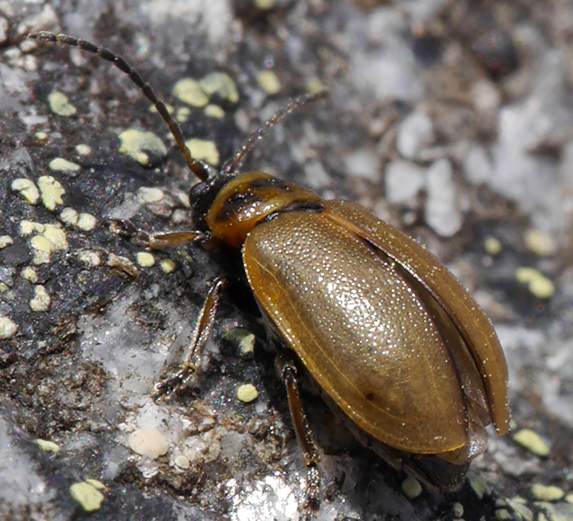 Lochmaea suturalis