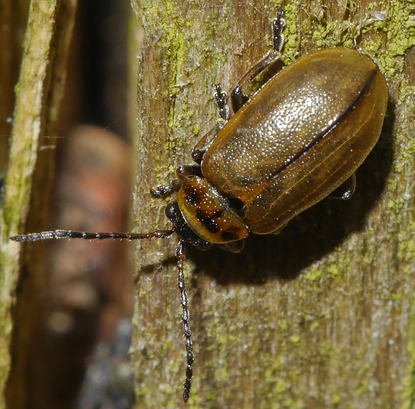 Lochmaea suturalis
