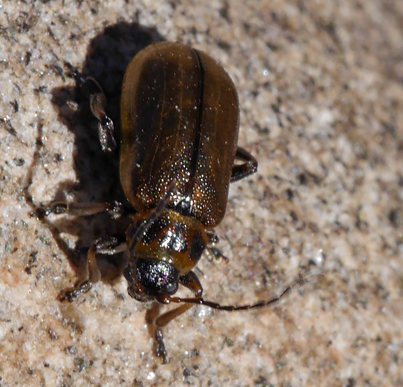 Lochmaea suturalis