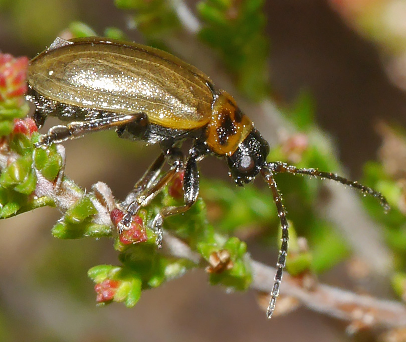 Lochmaea suturalis