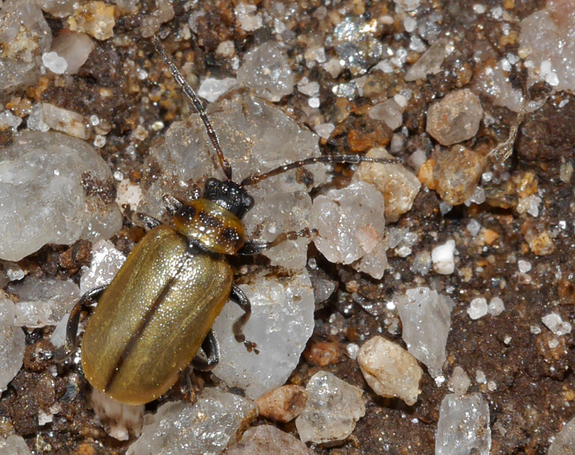 Lochmaea suturalis