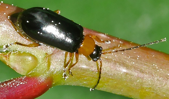 Luperus flavipes