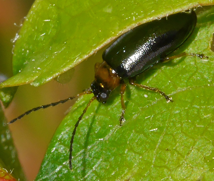 Luperus flavipes
