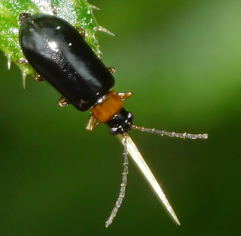 Luperus flavipes