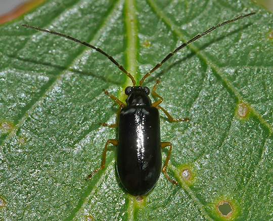 Luperus longicornis