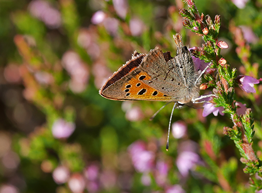 Lycaena phlaeas