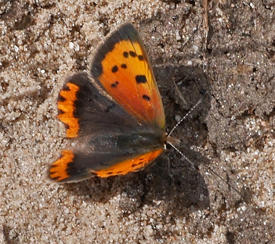 Lycaena phlaeas