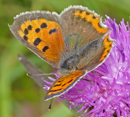 Lycaena phlaeas