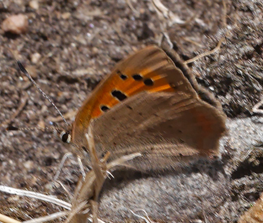 Lycaena phlaeas