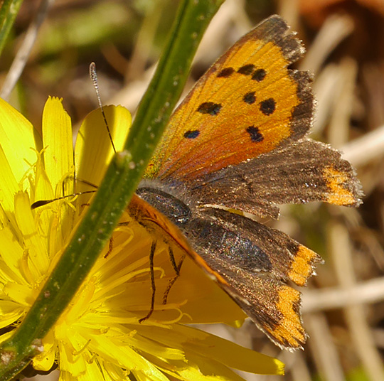 Lycaena phlaeas