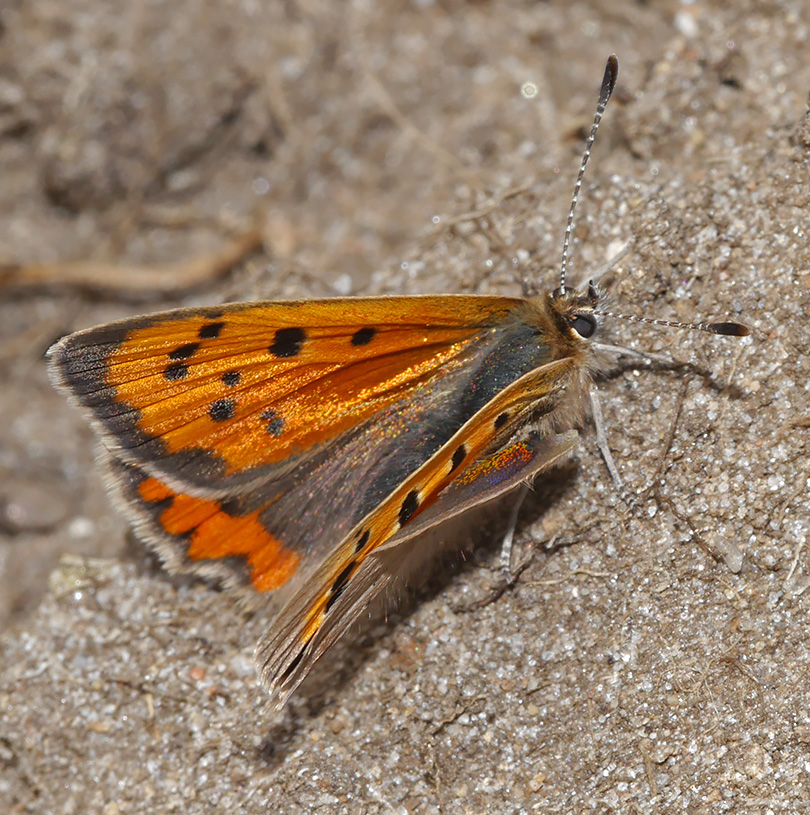 Lycaena phlaeas