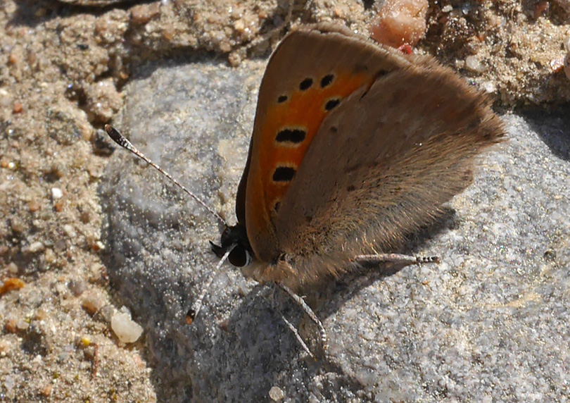 Lycaena phlaeas