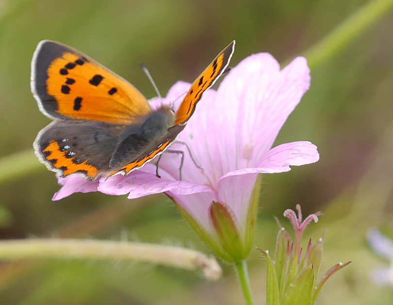 Lycaena phlaeas