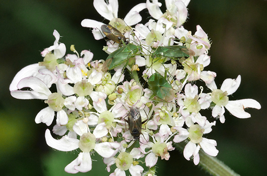 Lygocoris pabulinus