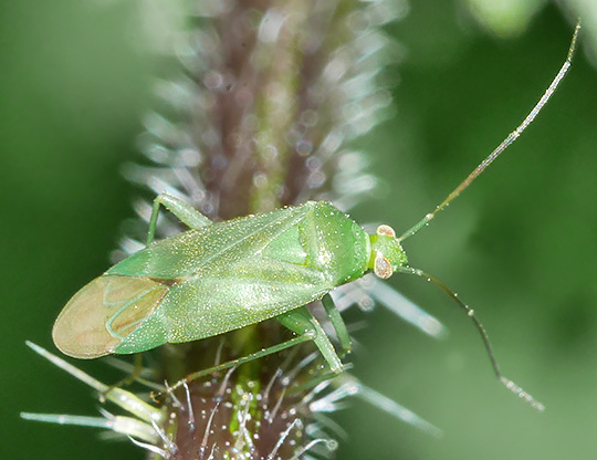 Lygocoris pabulinus