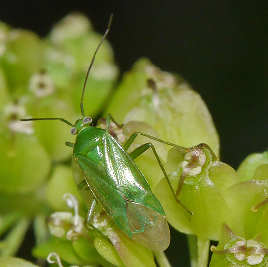 Lygocoris pabulinus