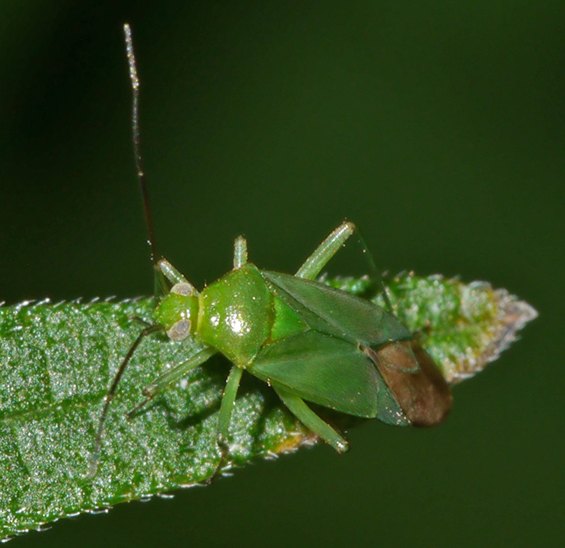 Lygocoris pabulinus