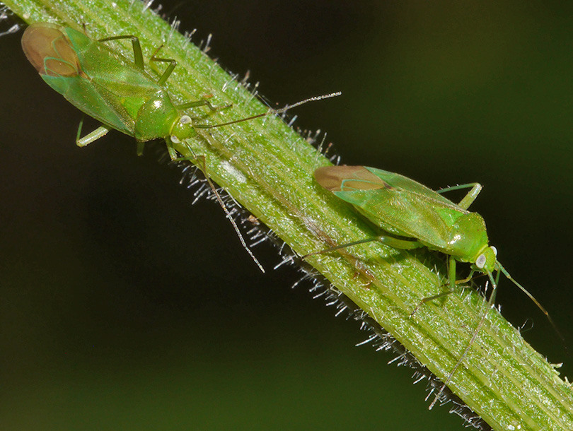 Lygocoris pabulinus