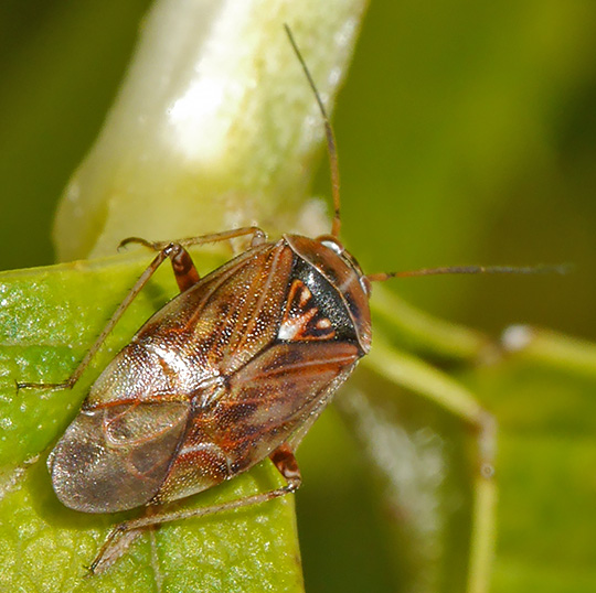 Lygus wagneri