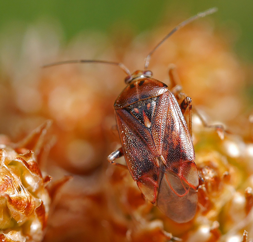Lygus wagneri