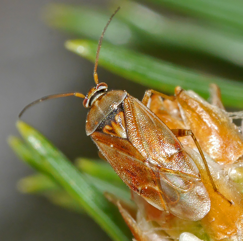 Lygus wagneri