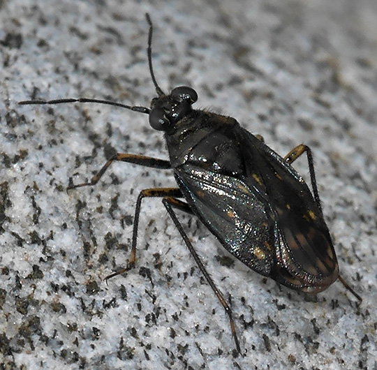 Macrosaldula scotica