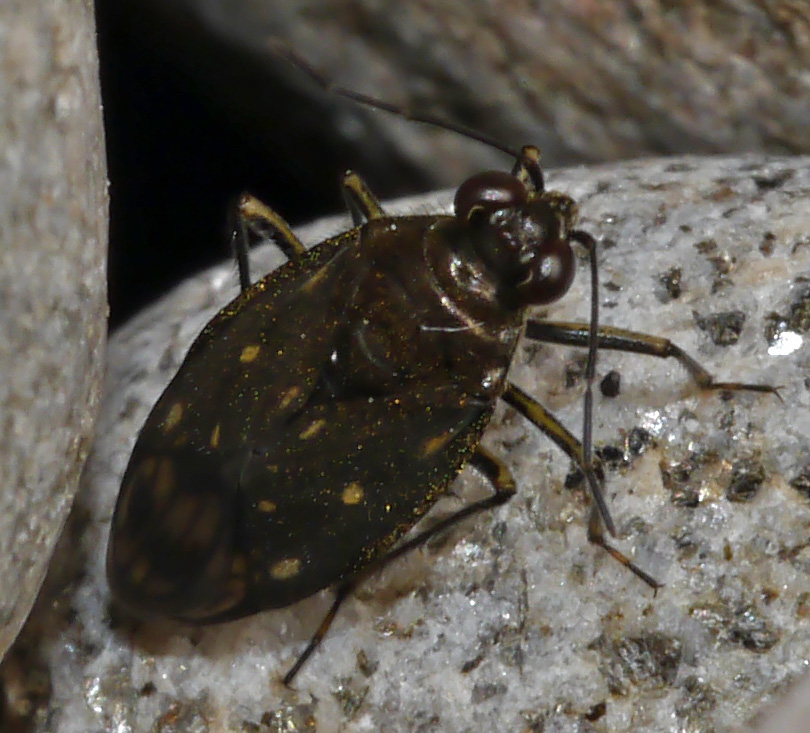 Macrosaldula scotica