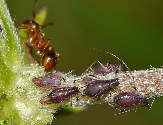 Macrosiphum weberi