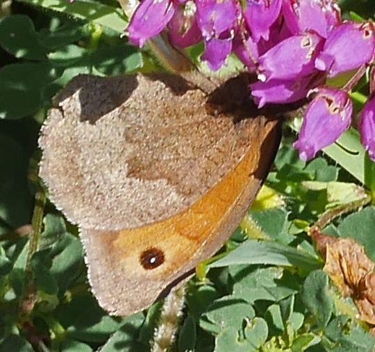 Maniola jurtina