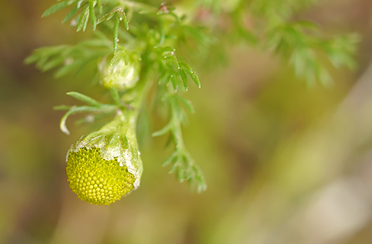 Matricaria discoidea