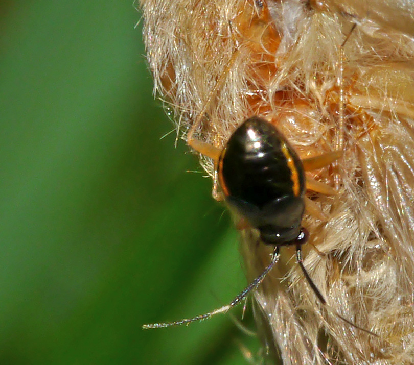 Mecomma ambulans