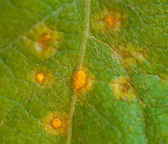Melampsora caprearum