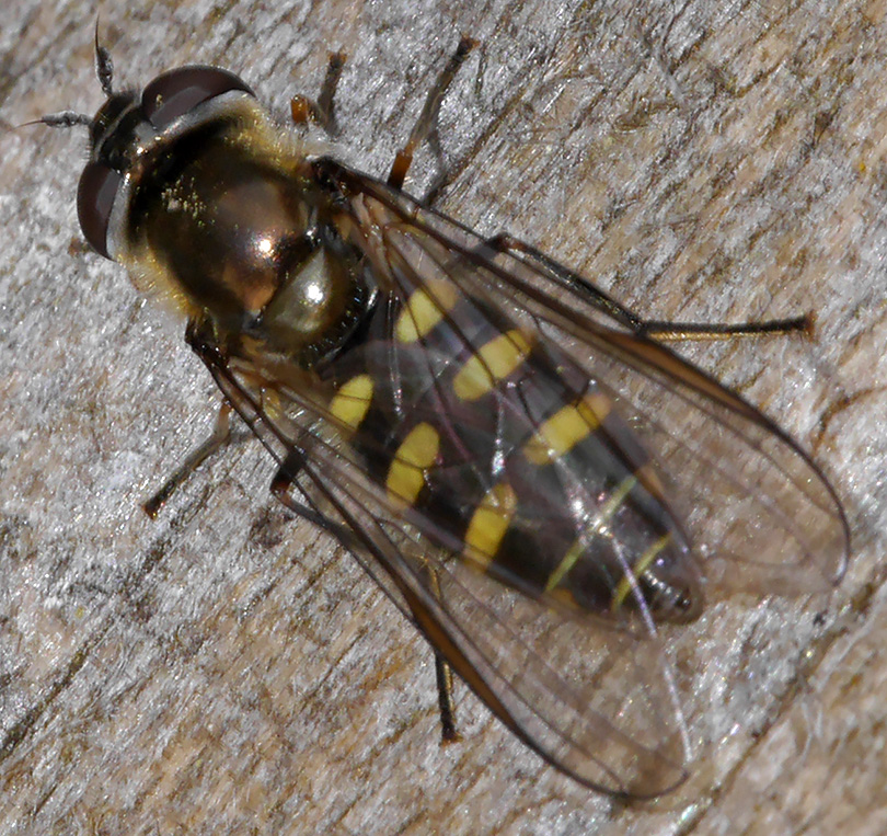 Melangyna lasiophthalma