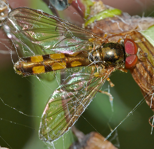Melanostoma scalare