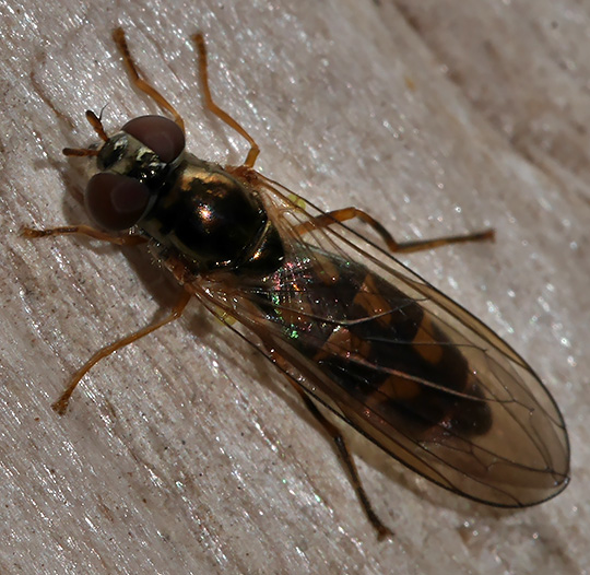 Melanostoma scalare