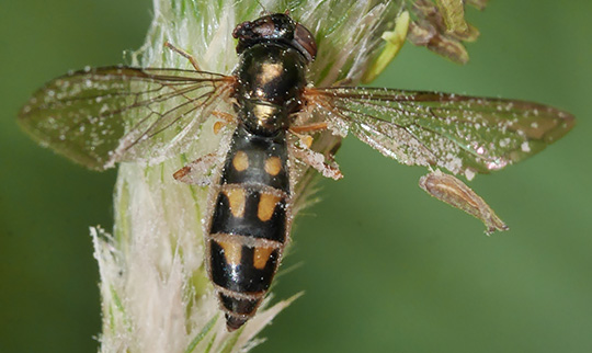 Melanostoma scalare